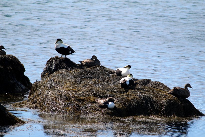 58870326_10157084888890692_7455129031814414336_o