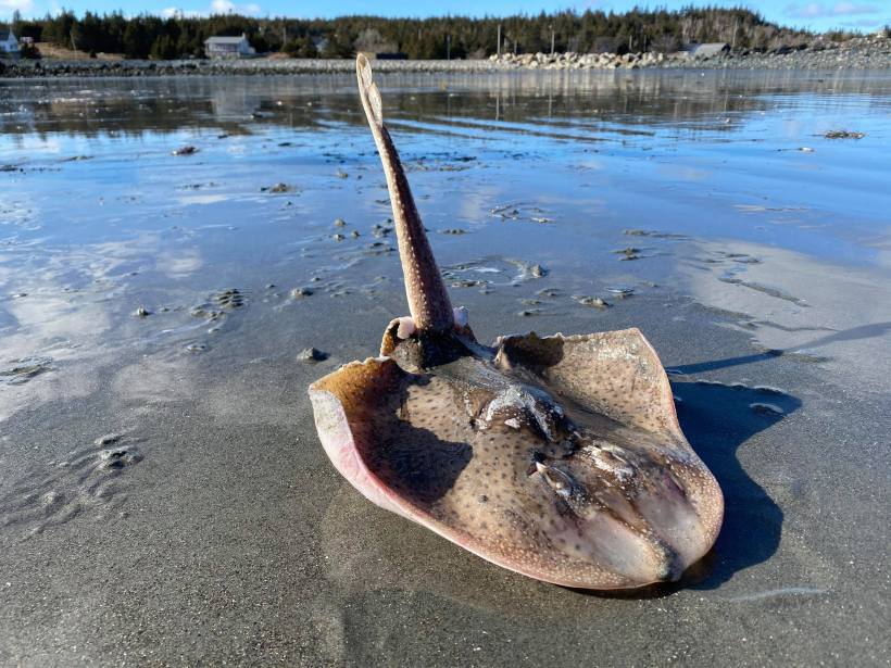 91262090_568802117325659_75035595511955456_n