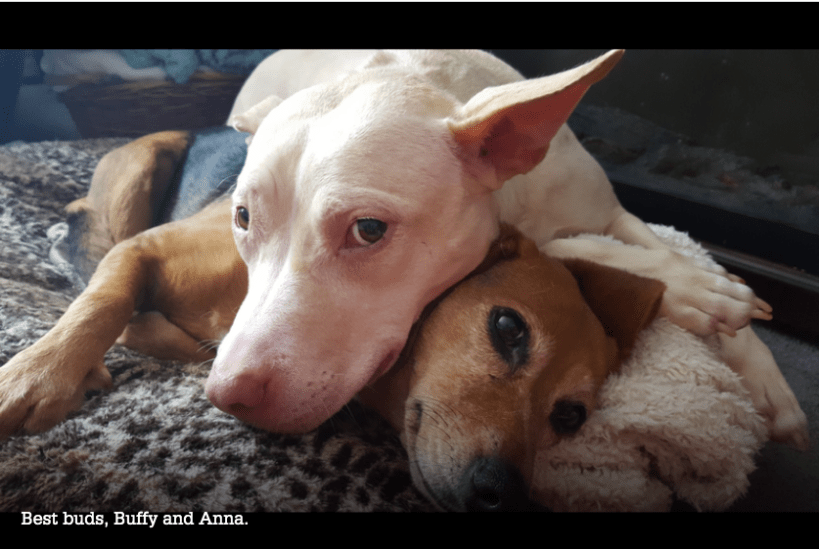 Screen Shot 2020-03-31 at 8.05.40 AM