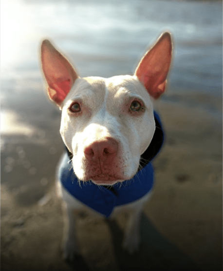 Screen Shot 2020-03-31 at 8.05.58 AM