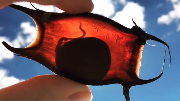 Screen Shot 2020-03-31 at 9.25.18 AM