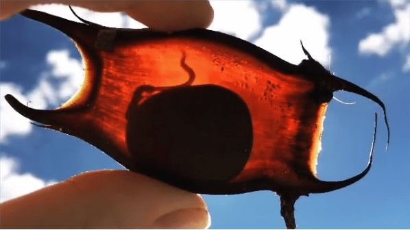 Screen Shot 2020-03-31 at 9.25.18 AM