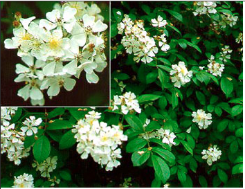 Screen Shot 2020-05-09 at 1.13.02 PM